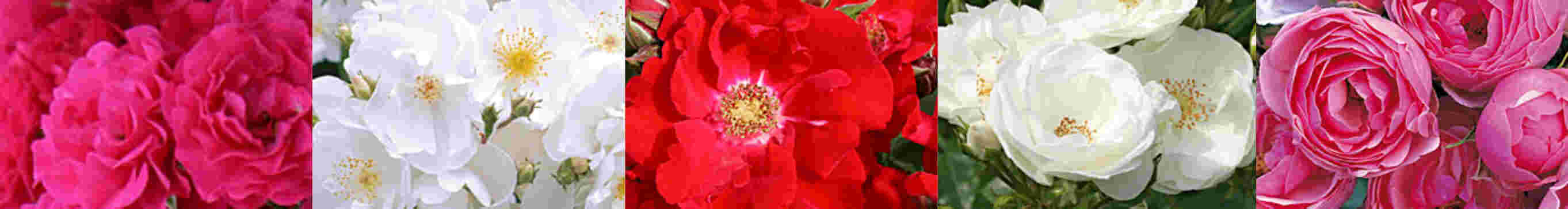 Quelle: kordes-rosen.com